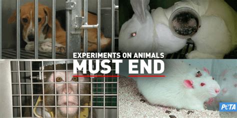 animal testing and its negative impacts|why animal experimentation is cruel.